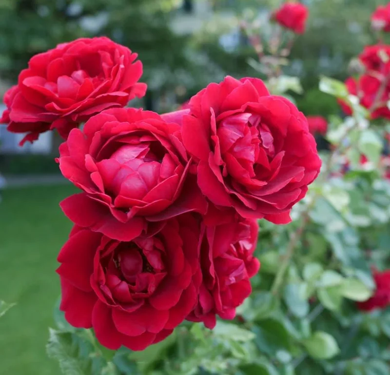 Red Don Juan Climbing Rose Live Plant, 5-9 Inch Tall, Outdoor Fragrant Climber Red Don Juan Climbing Rose Live Plant, 5-9 Inch Tall, Outdoor Fragrant Climber - Image 1