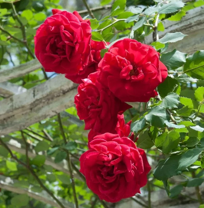 Red Don Juan Climbing Rose Live Plant, 5-9 Inch Tall, Outdoor Fragrant Climber Red Don Juan Climbing Rose Live Plant, 5-9 Inch Tall, Outdoor Fragrant Climber - Image 3