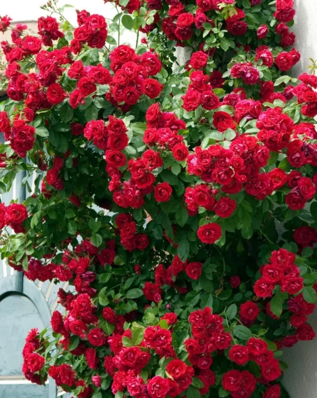 Red Don Juan Climbing Rose Live Plant, 5-9 Inch Tall, Outdoor Fragrant Climber Red Don Juan Climbing Rose Live Plant, 5-9 Inch Tall, Outdoor Fragrant Climber - Image 4