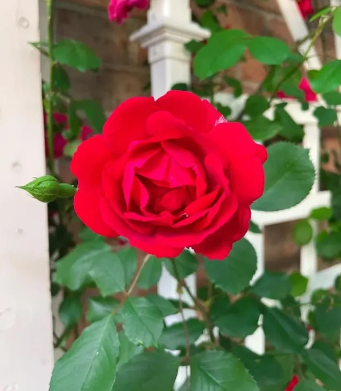 Red Don Juan Climbing Rose Live Plant, 5-9 Inch Tall, Outdoor Fragrant Climber Red Don Juan Climbing Rose Live Plant, 5-9 Inch Tall, Outdoor Fragrant Climber - Image 5