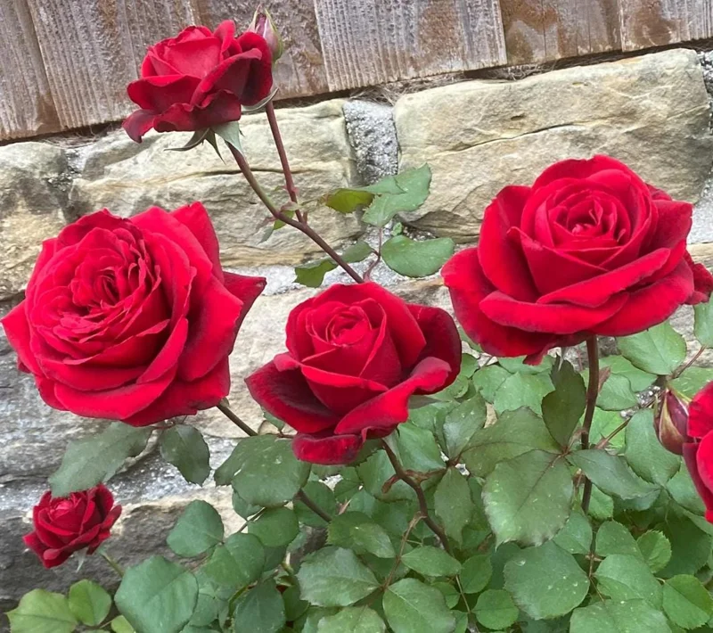 Red Don Juan Climbing Rose Live Plant, 5-9 Inch Tall, Outdoor Fragrant Climber Red Don Juan Climbing Rose Live Plant, 5-9 Inch Tall, Outdoor Fragrant Climber - Image 6