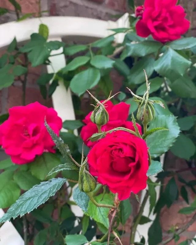 Red Don Juan Climbing Rose Live Plant, 5-9 Inch Tall, Outdoor Fragrant Climber Red Don Juan Climbing Rose Live Plant, 5-9 Inch Tall, Outdoor Fragrant Climber - Image 7