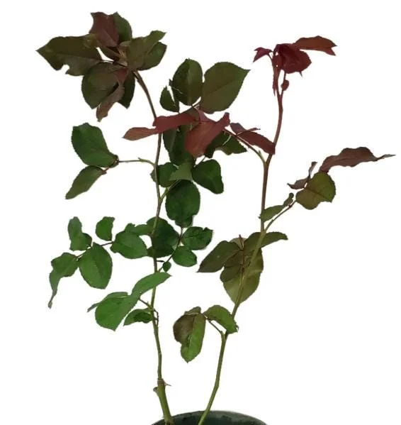 Red Don Juan Climbing Rose Live Plant, 5-9 Inch Tall, Outdoor Fragrant Climber Red Don Juan Climbing Rose Live Plant, 5-9 Inch Tall, Outdoor Fragrant Climber - Image 8