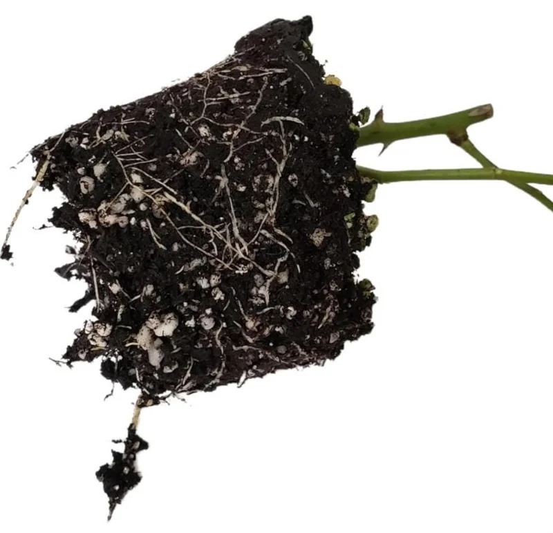 Red Don Juan Climbing Rose Live Plant, 5-9 Inch Tall, Outdoor Fragrant Climber Red Don Juan Climbing Rose Live Plant, 5-9 Inch Tall, Outdoor Fragrant Climber - Image 9