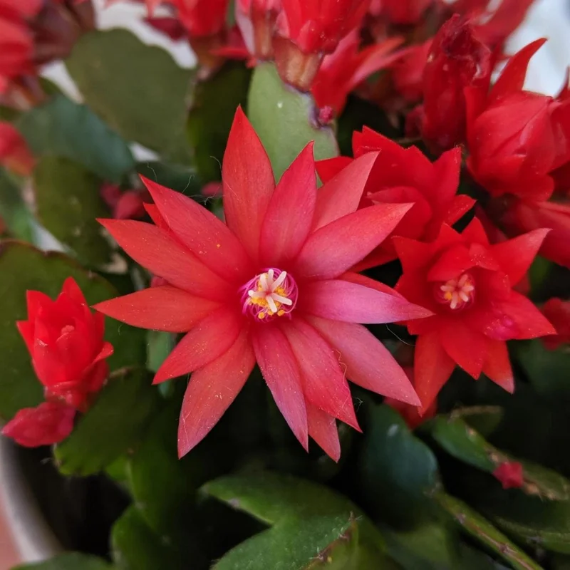 Red Easter Cactus Live Plant 4-6 Inch – Spring Blooming Houseplant, Easy Care Red Easter Cactus Live Plant 4-6 Inch – Spring Blooming Houseplant, Easy Care - Image 2