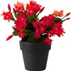 Red Easter Cactus Live Plant 4-6 Inch – Spring Blooming Houseplant, Easy Care - Image 1