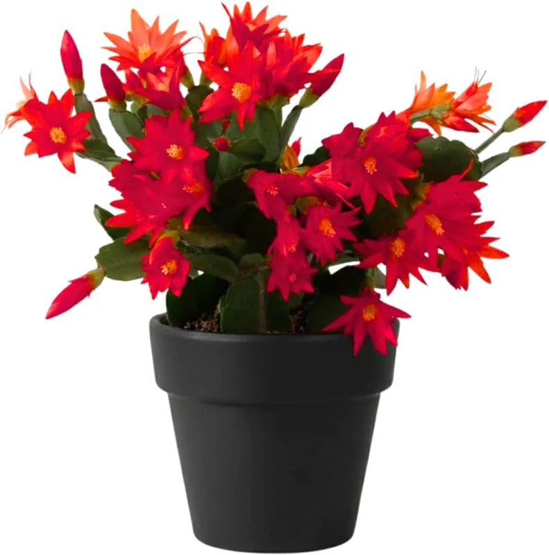 Red Easter Cactus Live Plant 4-6 Inch – Spring Blooming Houseplant, Easy Care Red Easter Cactus Live Plant 4-6 Inch – Spring Blooming Houseplant, Easy Care - Image 1