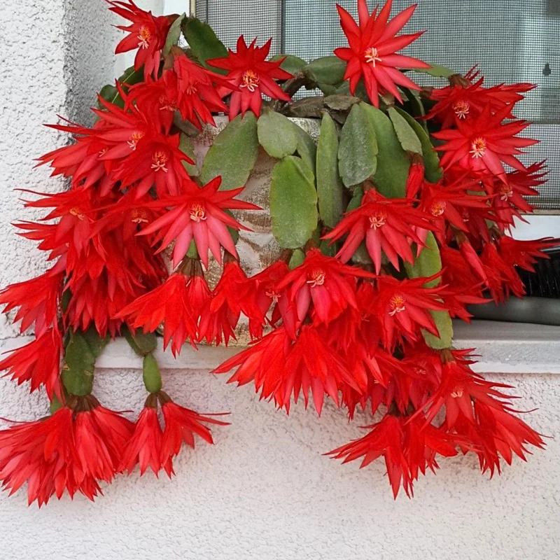 Red Easter Cactus Live Plant 4-6 Inch – Spring Blooming Houseplant, Easy Care Red Easter Cactus Live Plant 4-6 Inch – Spring Blooming Houseplant, Easy Care - Image 4