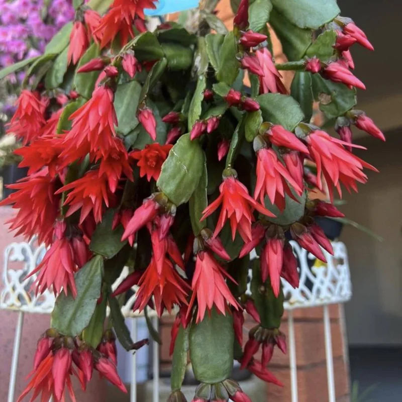 Red Easter Cactus Live Plant 4-6 Inch – Spring Blooming Houseplant, Easy Care Red Easter Cactus Live Plant 4-6 Inch – Spring Blooming Houseplant, Easy Care - Image 5