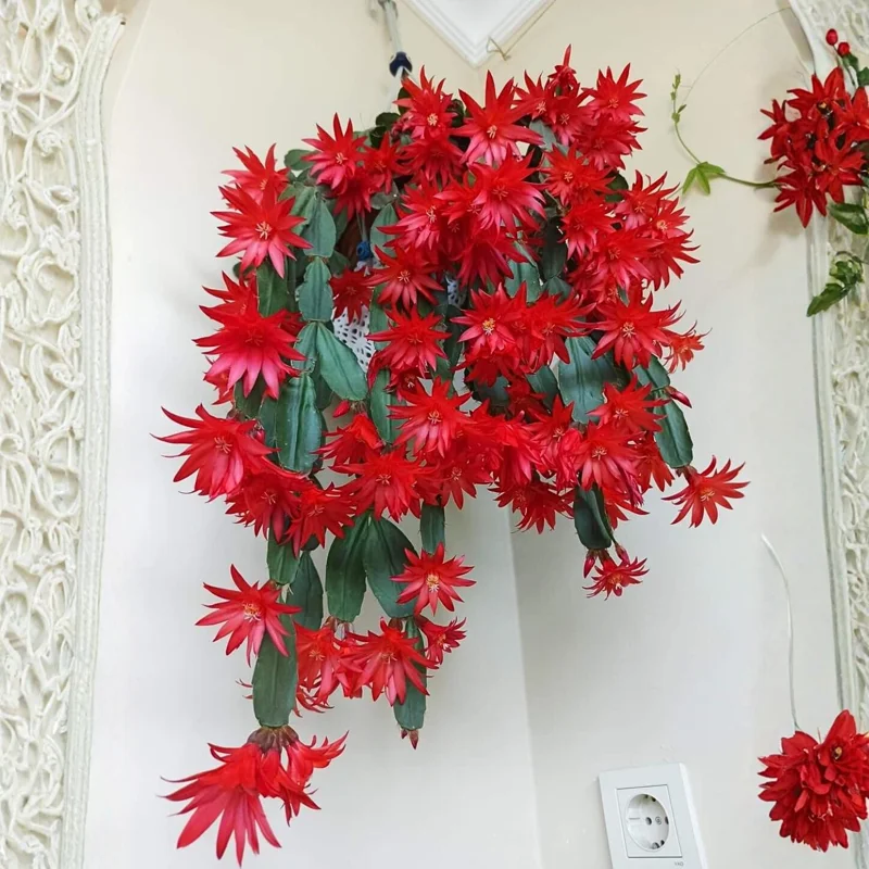 Red Easter Cactus Live Plant 4-6 Inch – Spring Blooming Houseplant, Easy Care Red Easter Cactus Live Plant 4-6 Inch – Spring Blooming Houseplant, Easy Care - Image 6