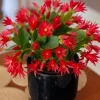 Red Easter Cactus Live Plant - Spring Blooming Succulent, 4-6 Inch Tall Houseplant - Image 1