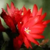 Red Easter Cactus Live Plant - Vibrant Red Flowers in 4 Inch Pot - Indoor - Image 1