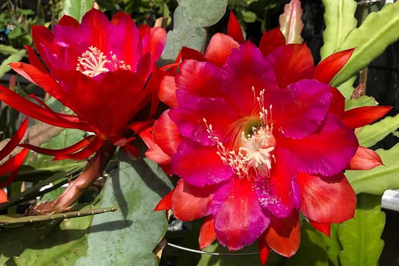 Red Epiphyllum Orchid Cactus Live Plant – 2 Plants in 4 Inch Pot – Flowering Houseplant Red Epiphyllum Orchid Cactus Live Plant – 2 Plants in 4 Inch Pot – Flowering Houseplant - Image 2