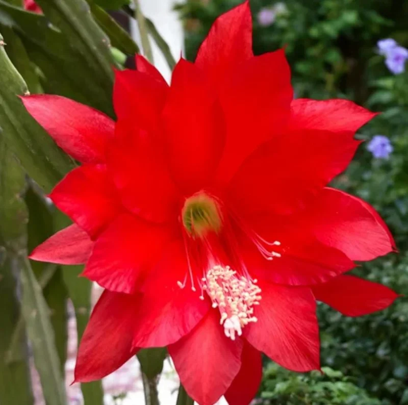 Red Epiphyllum Orchid Cactus Live Plant – 2 Plants in 4 Inch Pot – Flowering Houseplant Red Epiphyllum Orchid Cactus Live Plant – 2 Plants in 4 Inch Pot – Flowering Houseplant - Image 3