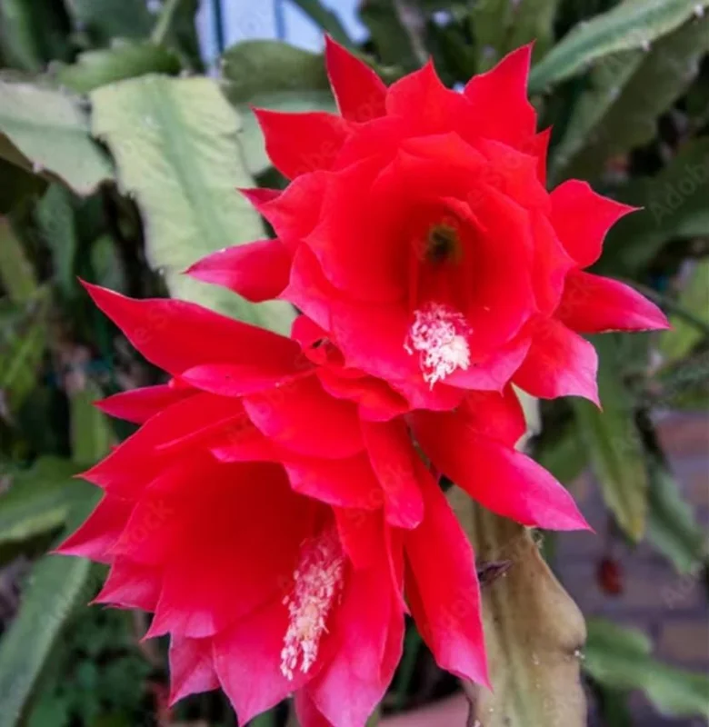 Red Epiphyllum Orchid Cactus Live Plant – 2 Plants in 4 Inch Pot – Flowering Houseplant Red Epiphyllum Orchid Cactus Live Plant – 2 Plants in 4 Inch Pot – Flowering Houseplant - Image 4