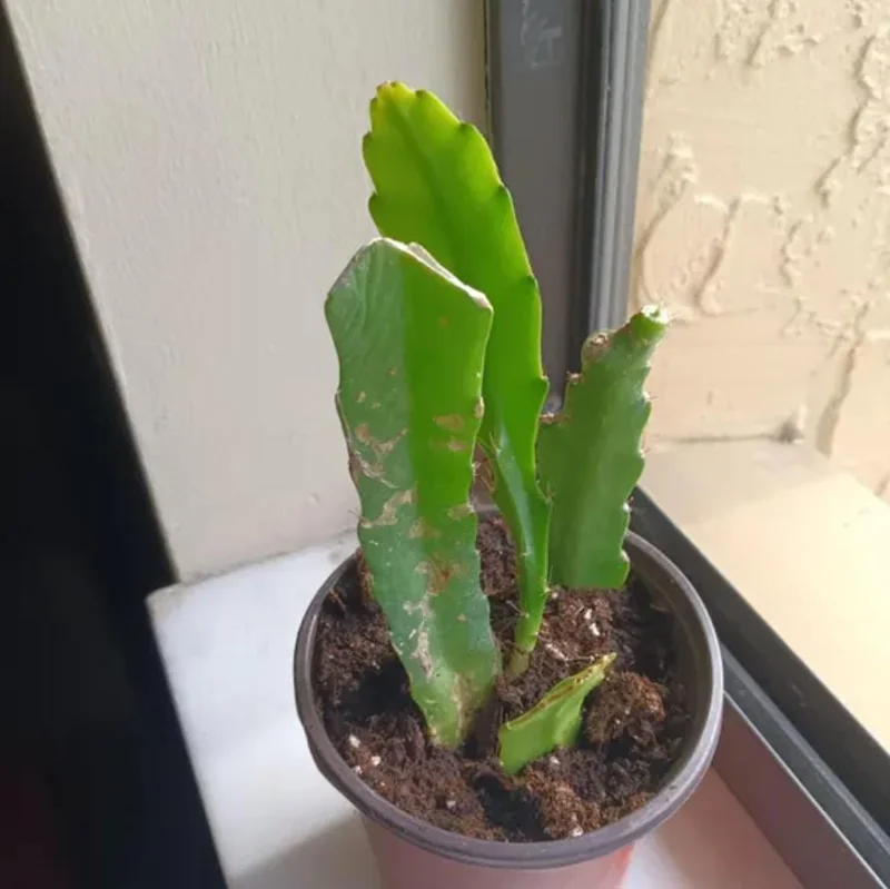 Red Epiphyllum Orchid Cactus Live Plant – 2 Plants in 4 Inch Pot – Flowering Houseplant Red Epiphyllum Orchid Cactus Live Plant – 2 Plants in 4 Inch Pot – Flowering Houseplant - Image 5