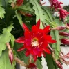 Red Epiphyllum Orchid Cactus Live Plant – 2 Plants in 4 Inch Pot – Flowering Houseplant - Image 1