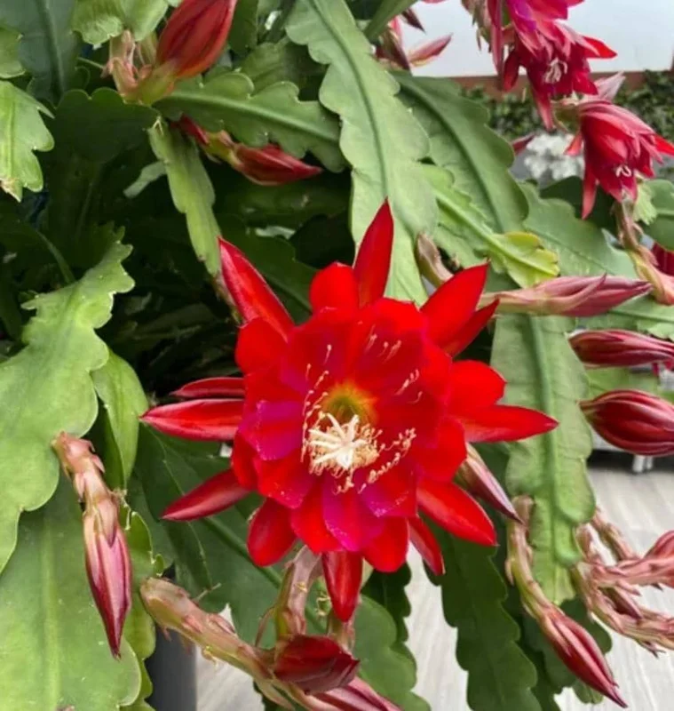 Red Epiphyllum Orchid Cactus Live Plant – 2 Plants in 4 Inch Pot – Flowering Houseplant Red Epiphyllum Orchid Cactus Live Plant – 2 Plants in 4 Inch Pot – Flowering Houseplant - Image 1