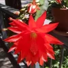 Red Epiphyllum Orchid Cactus Live Plant – Set of 3 Pots (6 Plants Total) – Flowering Houseplant Red Epiphyllum Orchid Cactus Live Plant – Set of 3 Pots (6 Plants Total) – Flowering Houseplant - Image 1