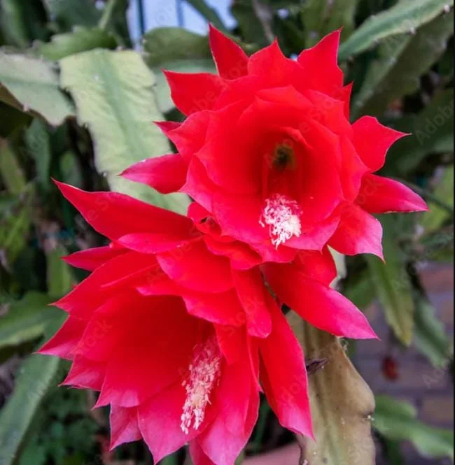 Red Epiphyllum Orchid Cactus Live Plant - Trailing Orchid in 4 Inch Pot Red Epiphyllum Orchid Cactus Live Plant - Trailing Orchid in 4 Inch Pot - Image 2