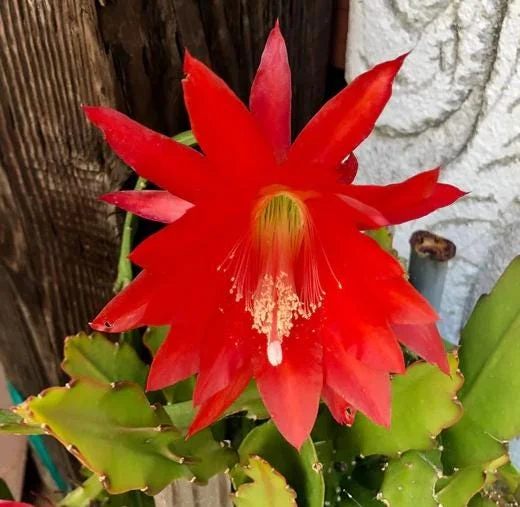 Red Epiphyllum Orchid Cactus Live Plant - Trailing Orchid in 4 Inch Pot Red Epiphyllum Orchid Cactus Live Plant - Trailing Orchid in 4 Inch Pot - Image 4