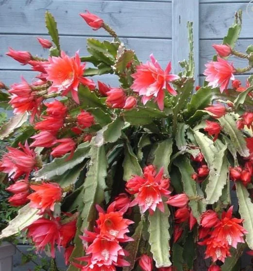 Red Epiphyllum Orchid Cactus Live Plant - Trailing Orchid in 4 Inch Pot Red Epiphyllum Orchid Cactus Live Plant - Trailing Orchid in 4 Inch Pot - Image 5
