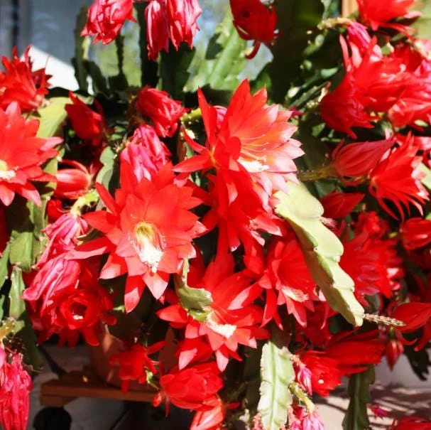 Red Epiphyllum Orchid Cactus Live Plant - Trailing Orchid in 4 Inch Pot Red Epiphyllum Orchid Cactus Live Plant - Trailing Orchid in 4 Inch Pot - Image 6