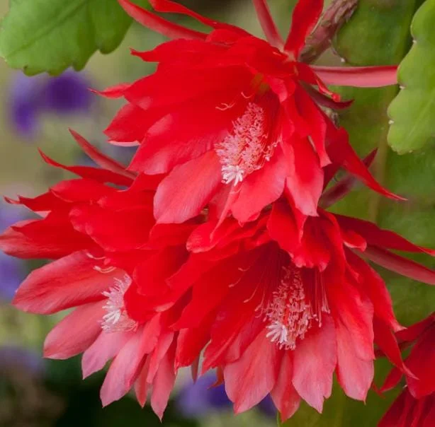 Red Epiphyllum Orchid Cactus Live Plant - Trailing Orchid in 4 Inch Pot Red Epiphyllum Orchid Cactus Live Plant - Trailing Orchid in 4 Inch Pot - Image 1