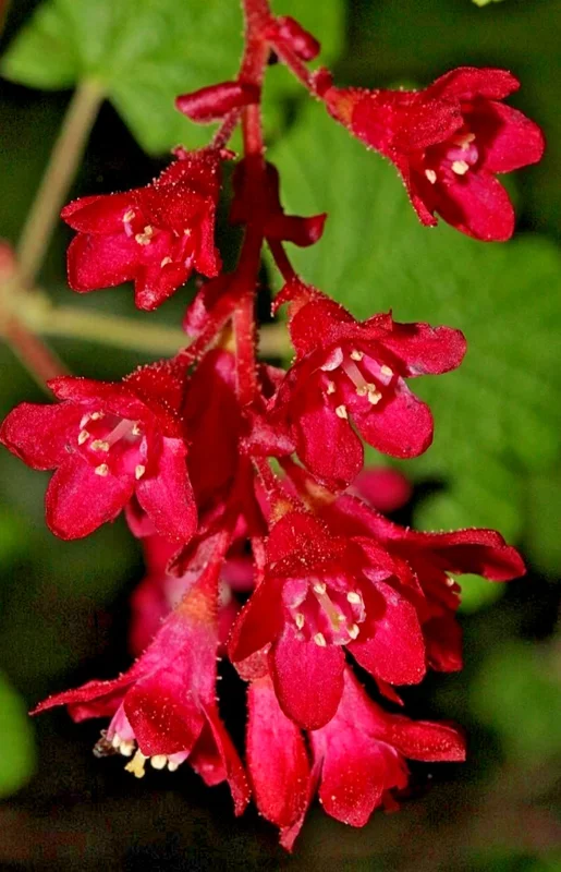 Red Flowering Currant Seeds - 500 Count, Edible Berries, Ribes Sanguineum, Outdoor Perennial Red Flowering Currant Seeds - 500 Count, Edible Berries, Ribes Sanguineum, Outdoor Perennial - Image 10