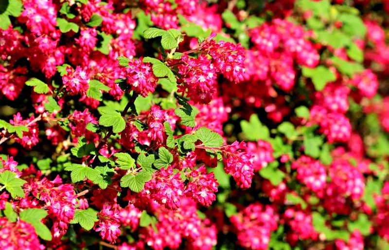 Red Flowering Currant Seeds - 500 Count, Edible Berries, Ribes Sanguineum, Outdoor Perennial - Image 2