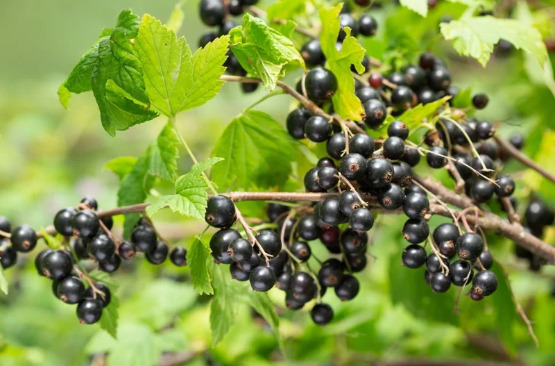 Red Flowering Currant Seeds - 500 Count, Edible Berries, Ribes Sanguineum, Outdoor Perennial Red Flowering Currant Seeds - 500 Count, Edible Berries, Ribes Sanguineum, Outdoor Perennial - Image 3