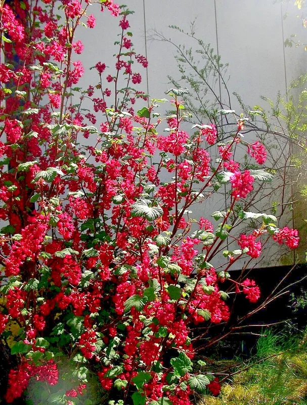 Red Flowering Currant Seeds - 500 Count, Edible Berries, Ribes Sanguineum, Outdoor Perennial Red Flowering Currant Seeds - 500 Count, Edible Berries, Ribes Sanguineum, Outdoor Perennial - Image 4