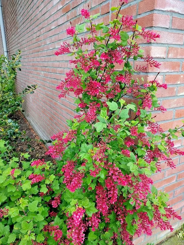 Red Flowering Currant Seeds - 500 Count, Edible Berries, Ribes Sanguineum, Outdoor Perennial Red Flowering Currant Seeds - 500 Count, Edible Berries, Ribes Sanguineum, Outdoor Perennial - Image 5