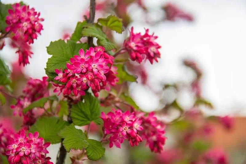 Red Flowering Currant Seeds - 500 Count, Edible Berries, Ribes Sanguineum, Outdoor Perennial Red Flowering Currant Seeds - 500 Count, Edible Berries, Ribes Sanguineum, Outdoor Perennial - Image 6