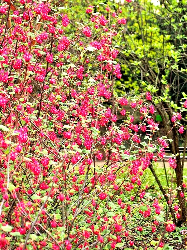 Red Flowering Currant Seeds - 500 Count, Edible Berries, Ribes Sanguineum, Outdoor Perennial Red Flowering Currant Seeds - 500 Count, Edible Berries, Ribes Sanguineum, Outdoor Perennial - Image 7