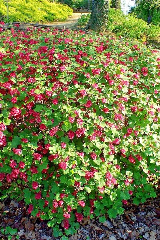 Red Flowering Currant Seeds - 500 Count, Edible Berries, Ribes Sanguineum, Outdoor Perennial Red Flowering Currant Seeds - 500 Count, Edible Berries, Ribes Sanguineum, Outdoor Perennial - Image 8