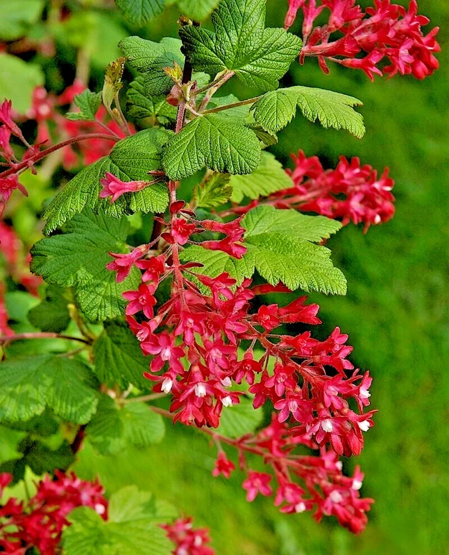 Red Flowering Currant Seeds - 500 Count, Edible Berries, Ribes Sanguineum, Outdoor Perennial Red Flowering Currant Seeds - 500 Count, Edible Berries, Ribes Sanguineum, Outdoor Perennial - Image 9