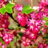 Red Flowering Currant Seeds - 500 Count, Edible Berries, Ribes Sanguineum, Outdoor Perennial - Image 1
