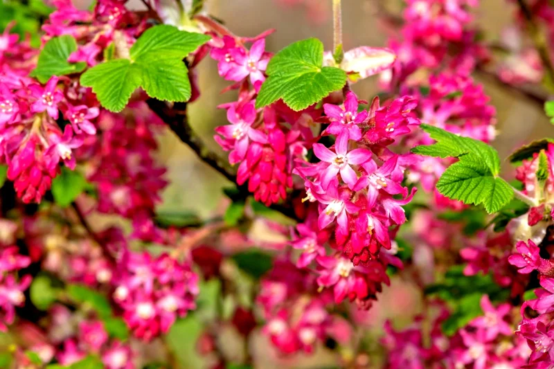 Red Flowering Currant Seeds - 500 Count, Edible Berries, Ribes Sanguineum, Outdoor Perennial - Image 1