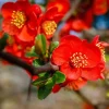 Red Flowering Quince Live Plant - Chaenomeles Shrub, 3-6 Inch Tall in 4" Pot Red Flowering Quince Live Plant - Chaenomeles Shrub, 3-6 Inch Tall in 4" Pot - Image 1