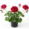 Red Geranium Live Plant – 4 Inch Pot – Vibrant Outdoor Flowers - Image 1