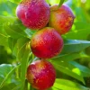Red Gold Nectarine Tree Live Plant – 1-2 Ft Tall Fruit Tree for Backyard Orchard Red Gold Nectarine Tree Live Plant – 1-2 Ft Tall Fruit Tree for Backyard Orchard - Image 1