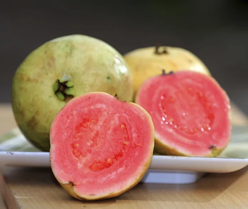 Red Guava Live Plant – 15 Inch Tropical Fruit Tree for Indoor & Outdoor Red Guava Live Plant – 15 Inch Tropical Fruit Tree for Indoor & Outdoor - Image 2