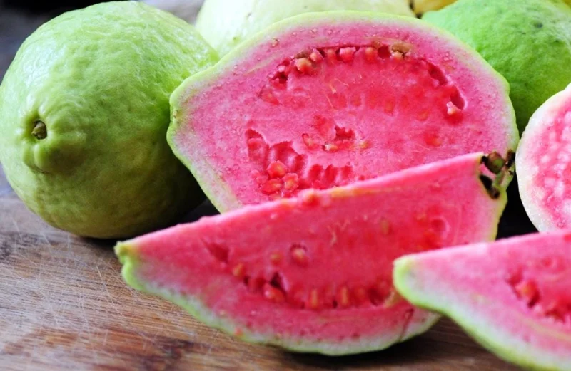 Red Guava Live Plant – 15 Inch Tropical Fruit Tree for Indoor & Outdoor Red Guava Live Plant – 15 Inch Tropical Fruit Tree for Indoor & Outdoor - Image 3