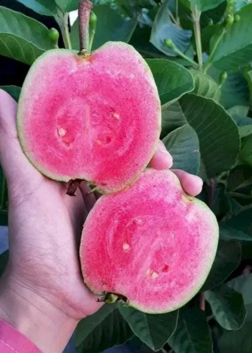 Red Guava Live Plant – 15 Inch Tropical Fruit Tree for Indoor & Outdoor Red Guava Live Plant – 15 Inch Tropical Fruit Tree for Indoor & Outdoor - Image 5