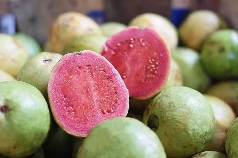 Red Guava Live Plant – 15 Inch Tropical Fruit Tree for Indoor & Outdoor Red Guava Live Plant – 15 Inch Tropical Fruit Tree for Indoor & Outdoor - Image 1