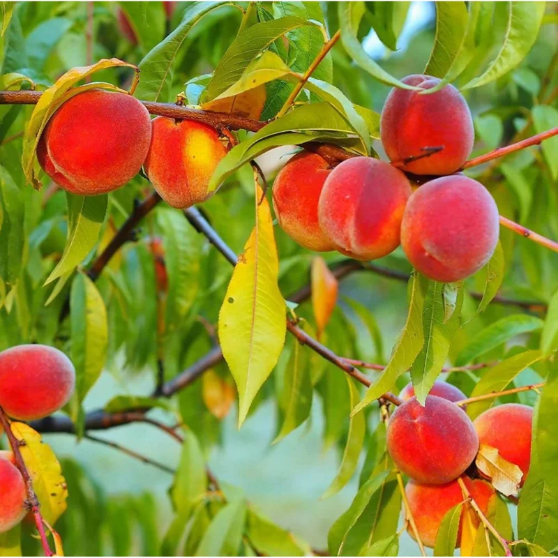 Red Haven Peach Tree Live Plant – Grafted Starter, 6-12 Inch Tall, Outdoor - Image 2