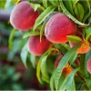 Red Haven Peach Tree Live Plant – Grafted Starter, 6-12 Inch Tall, Outdoor - Image 1