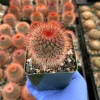 Red Head Irishman Cactus Live Plant - Mammillaria spinosissima - 4 Inch Pot - Indoor/Outdoor - Image 1