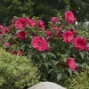 Red Hibiscus Live Plant Bush - Rose Mallow - 5-7 Inch Tall - Summer Flowering - Image 1
